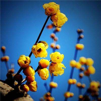 米乐app官方下载