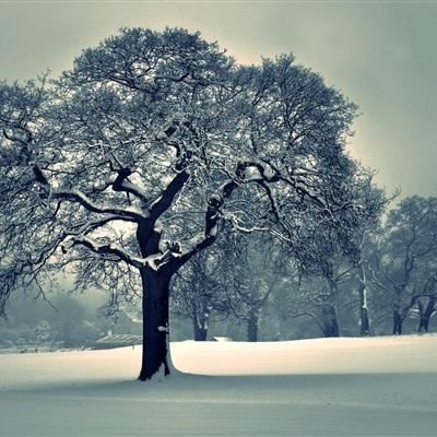 百人牛牛游戏软件app下载