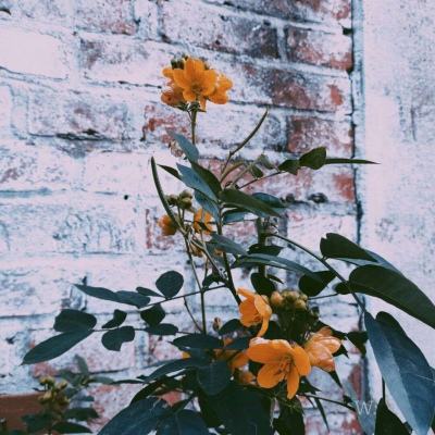 246天天好彩下载手机版